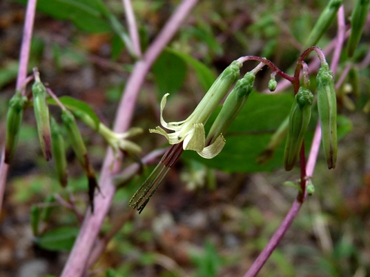 {Nabalus altissimus}